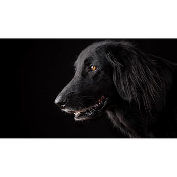 Tablou canvas 50x35 cm, Catei model 62 Tablou canvas 50x35 cm, Catei model 62