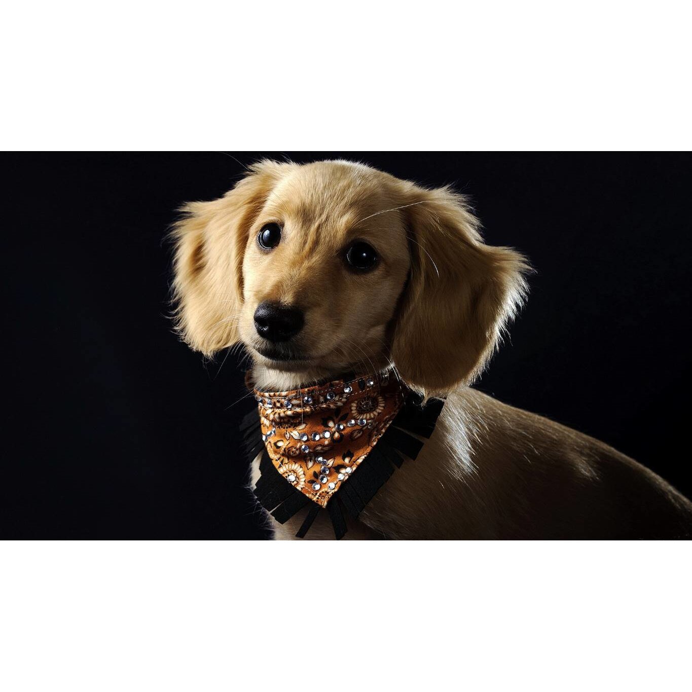 Tablou canvas 90x50 cm, Catei model 92