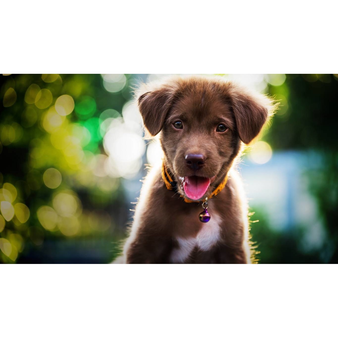 Tablou canvas 90x50 cm, Catei model 88