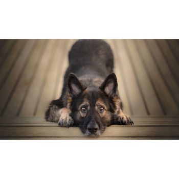 Tablou canvas 90x50 cm, Catei model 35 Tablou canvas 90x50 cm, Catei model 35