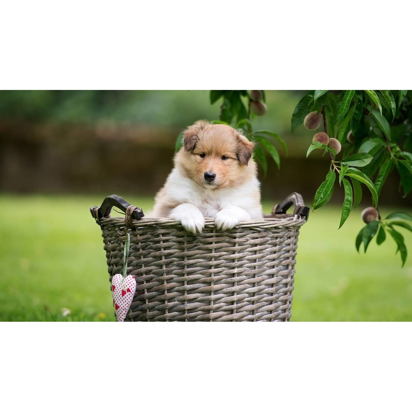 Tablou canvas 75x50 cm, Catei model 15