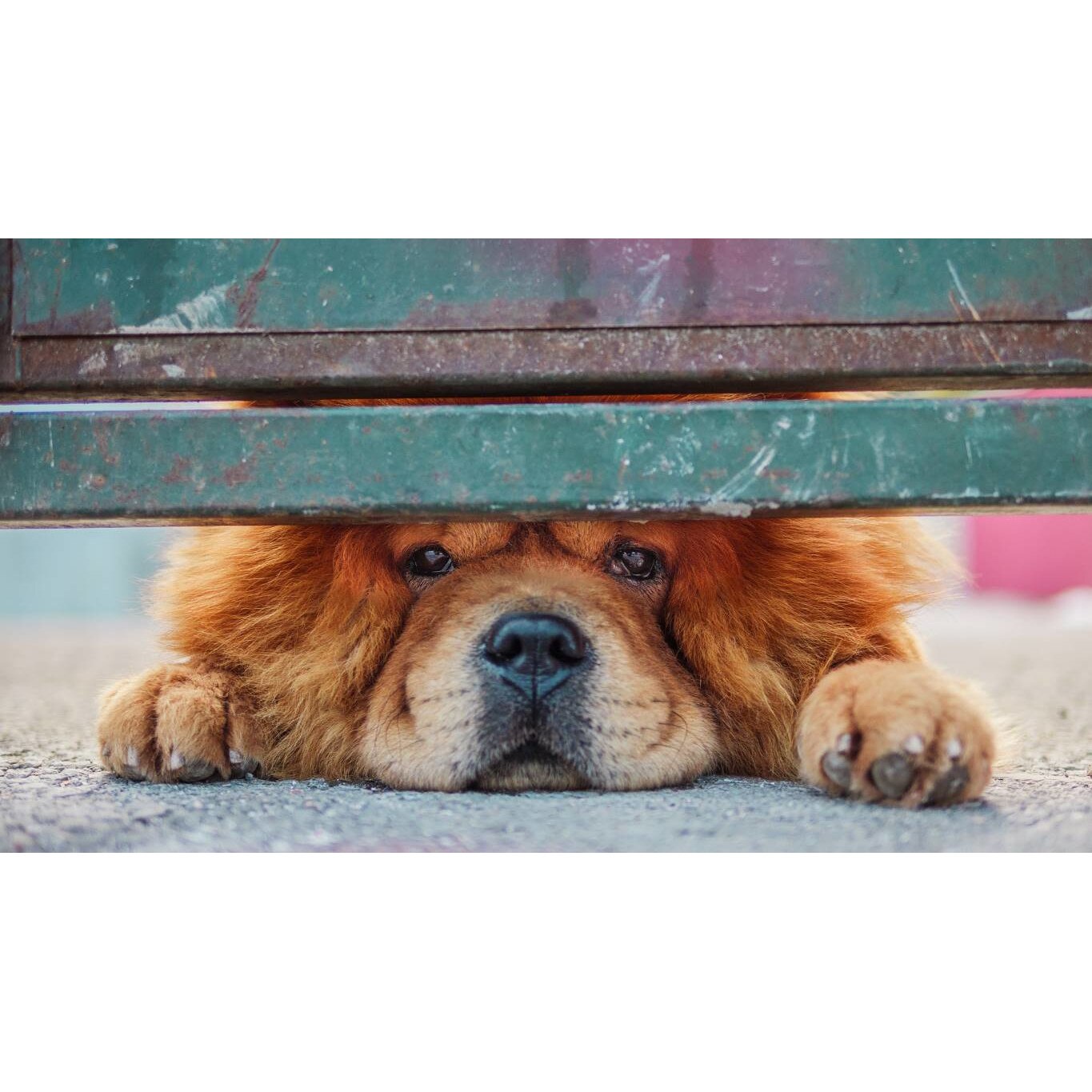 Tablou canvas 75x50 cm, Catei model 16