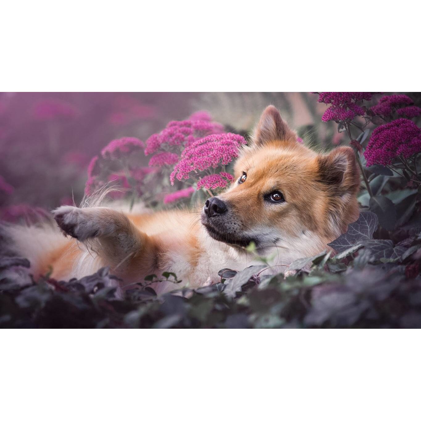 Tablou canvas 90x50 cm, Catei model 96