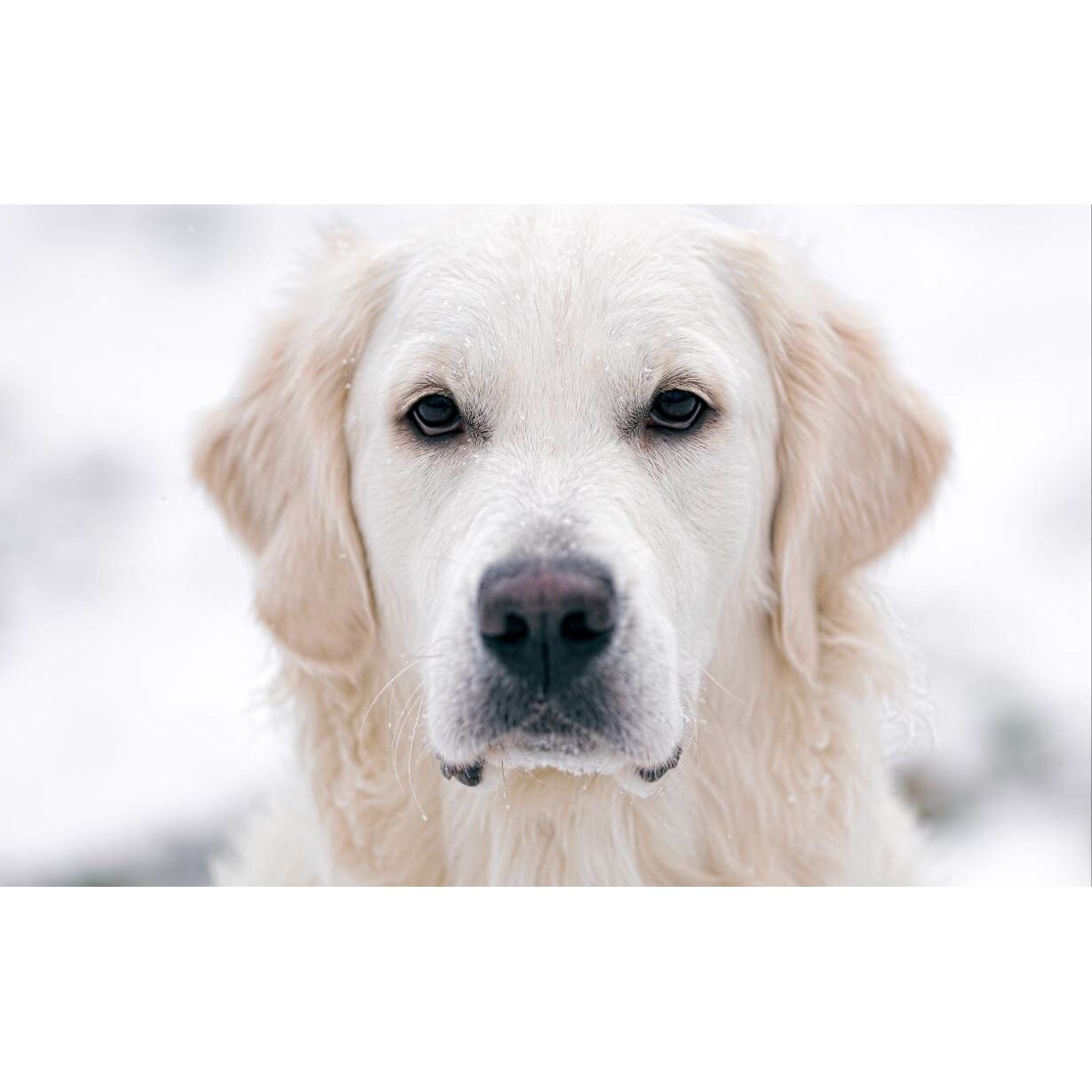 Tablou canvas 90x50 cm, Catei model 85