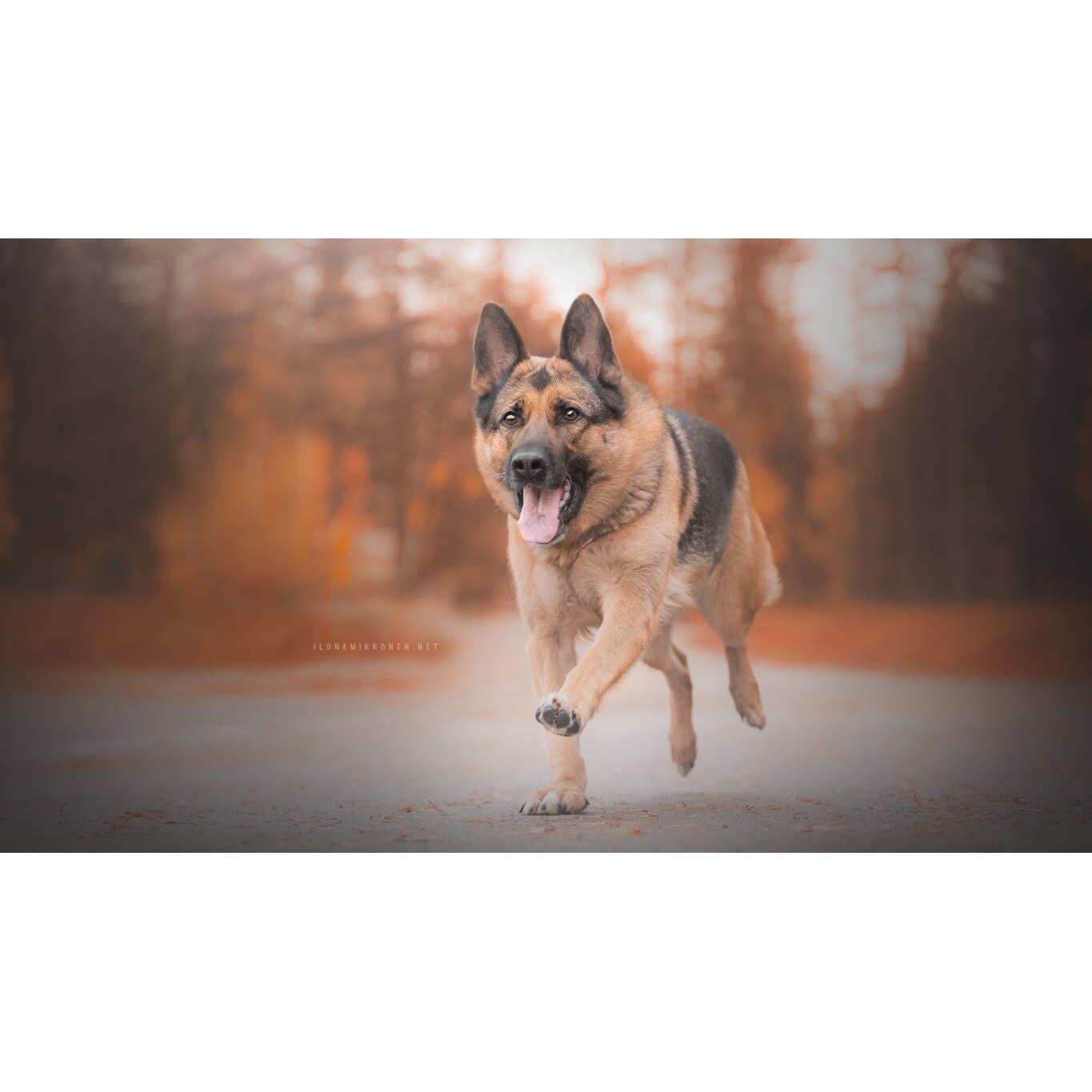 Tablou canvas 50x35 cm, Catei model 9