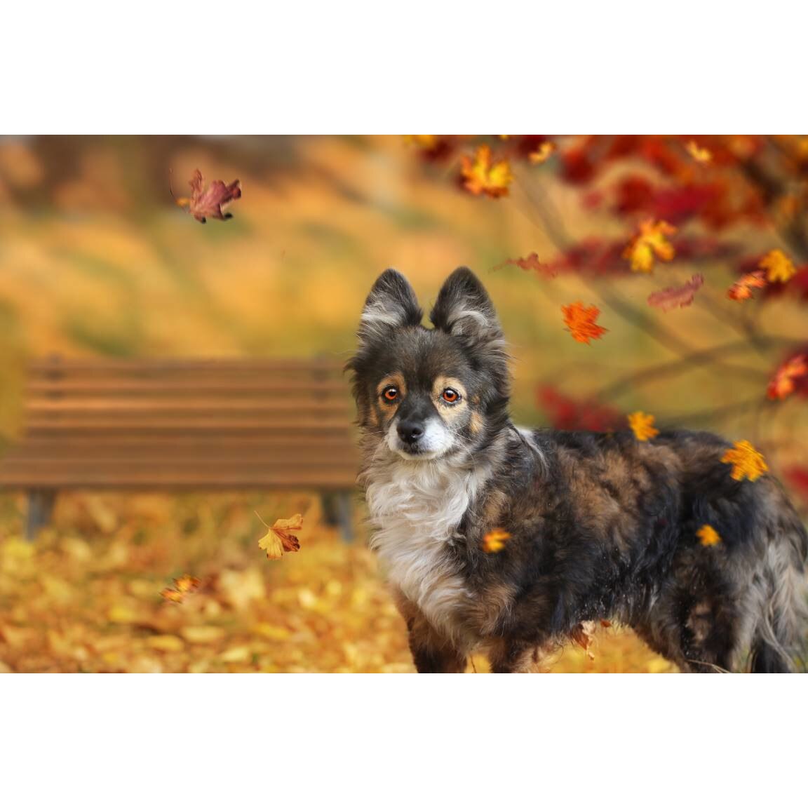 Tablou canvas 75x50 cm, Catei model 102