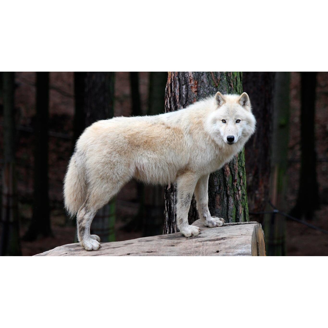 Tablou canvas 75x50 cm, Catei model 26