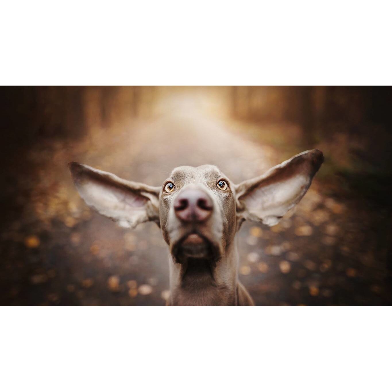 Tablou canvas 75x50 cm, Catei model 14