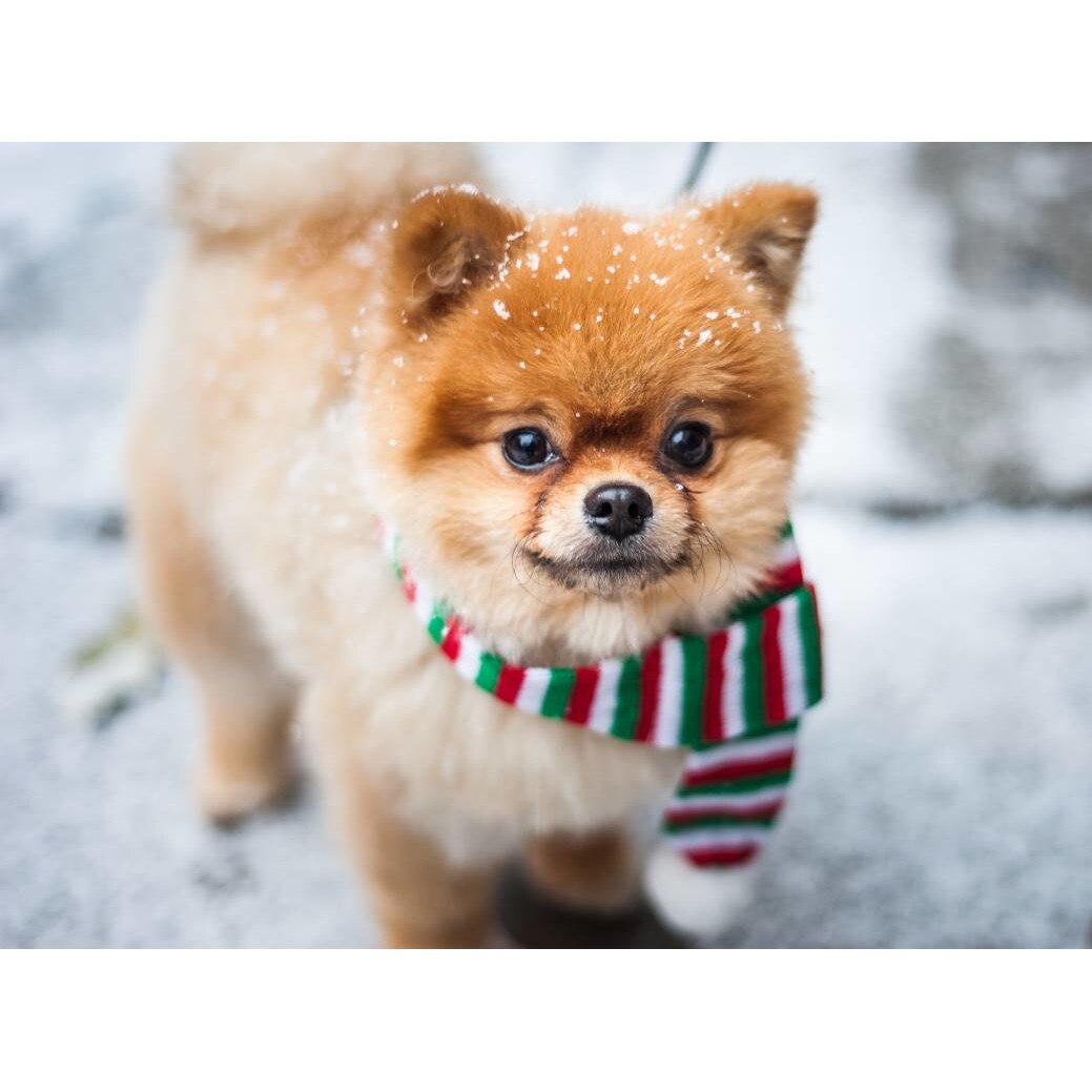 Tablou canvas 75x50 cm, Catei model 100