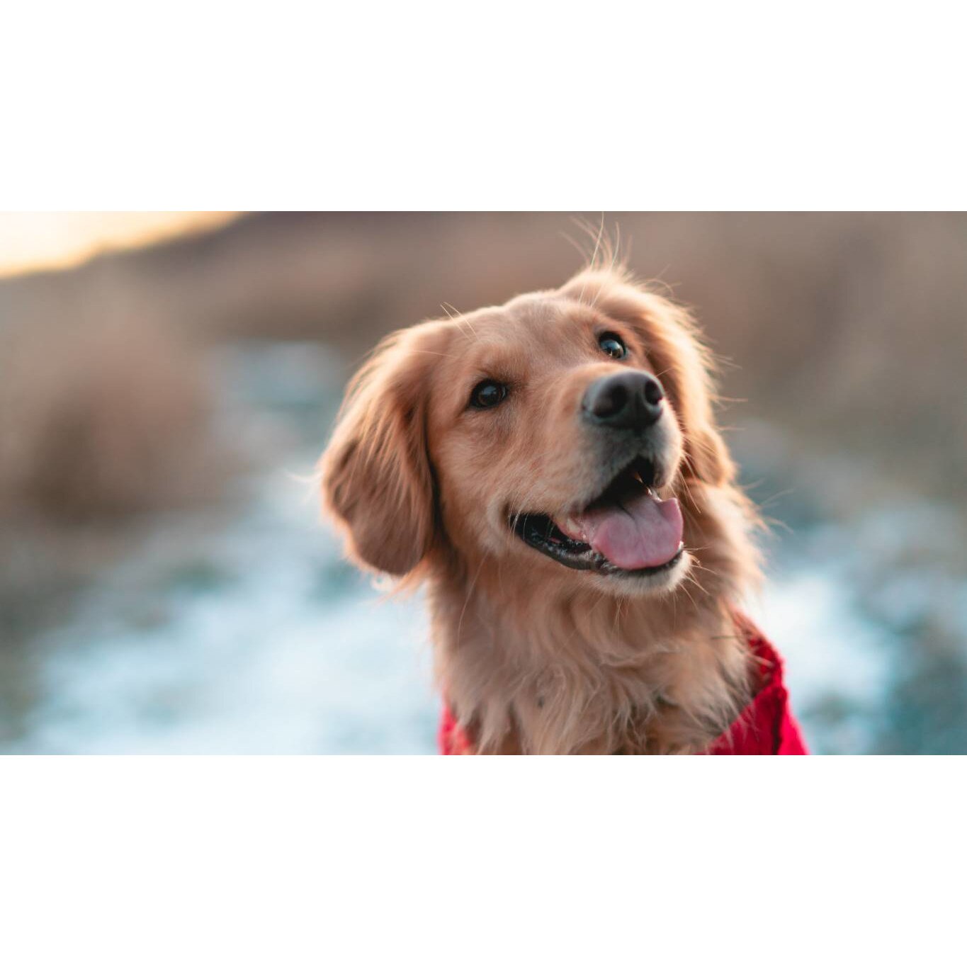 Tablou canvas 50x35 cm, Catei model 94