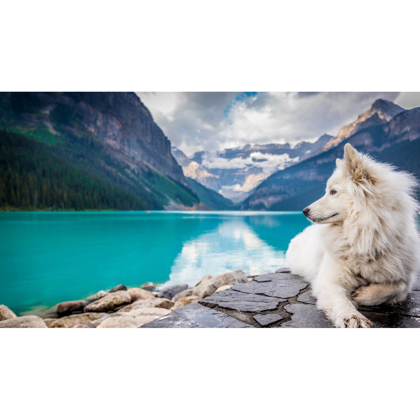 Tablou canvas 90x50 cm, Catei model 36