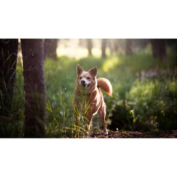 Tablou canvas 75x50 cm, Catei model 112 Tablou canvas 75x50 cm, Catei model 112