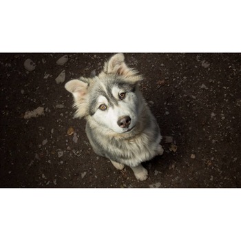 Tablou canvas 90x50 cm, Catei model 116 Tablou canvas 90x50 cm, Catei model 116