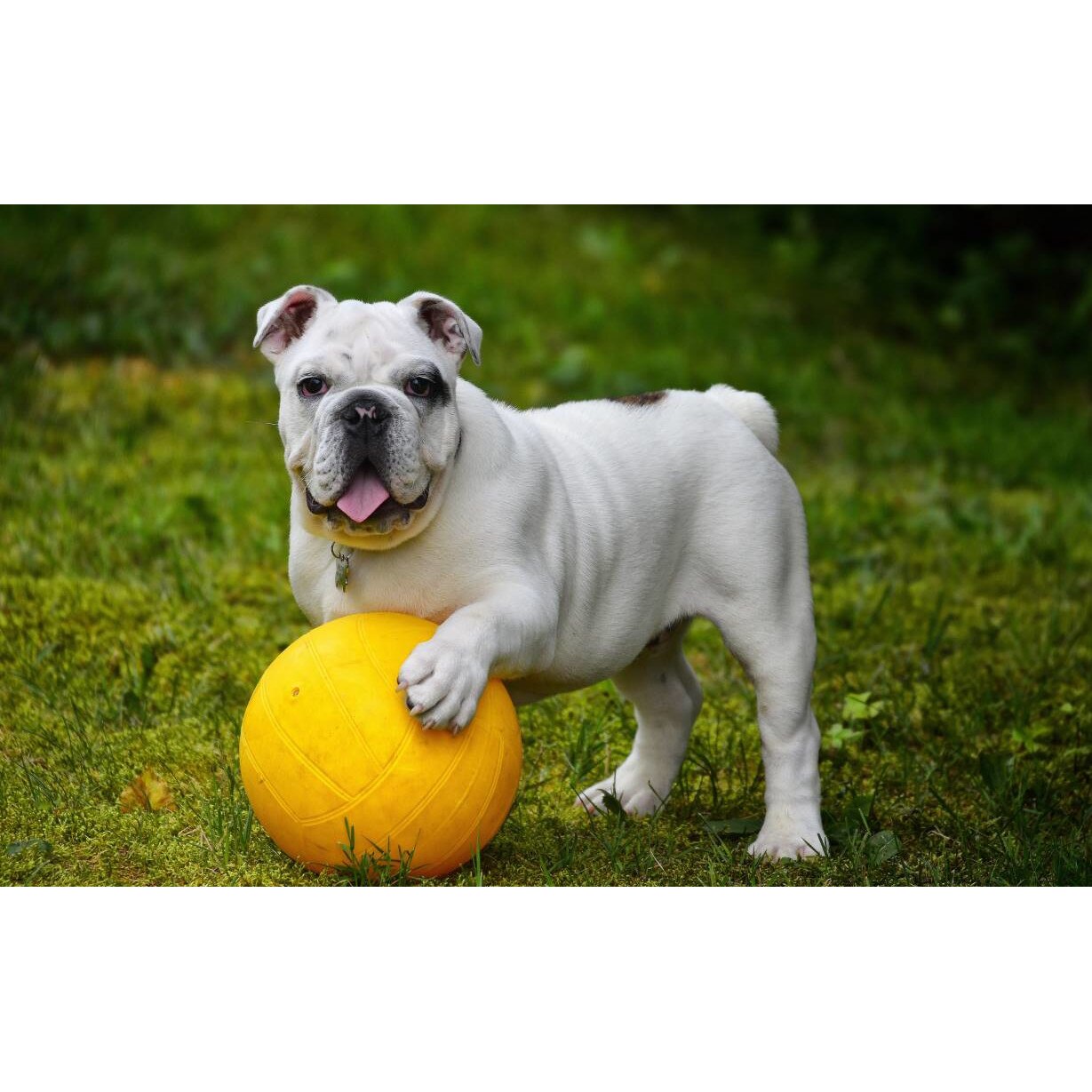 Tablou canvas 50x35 cm, Catei model 107