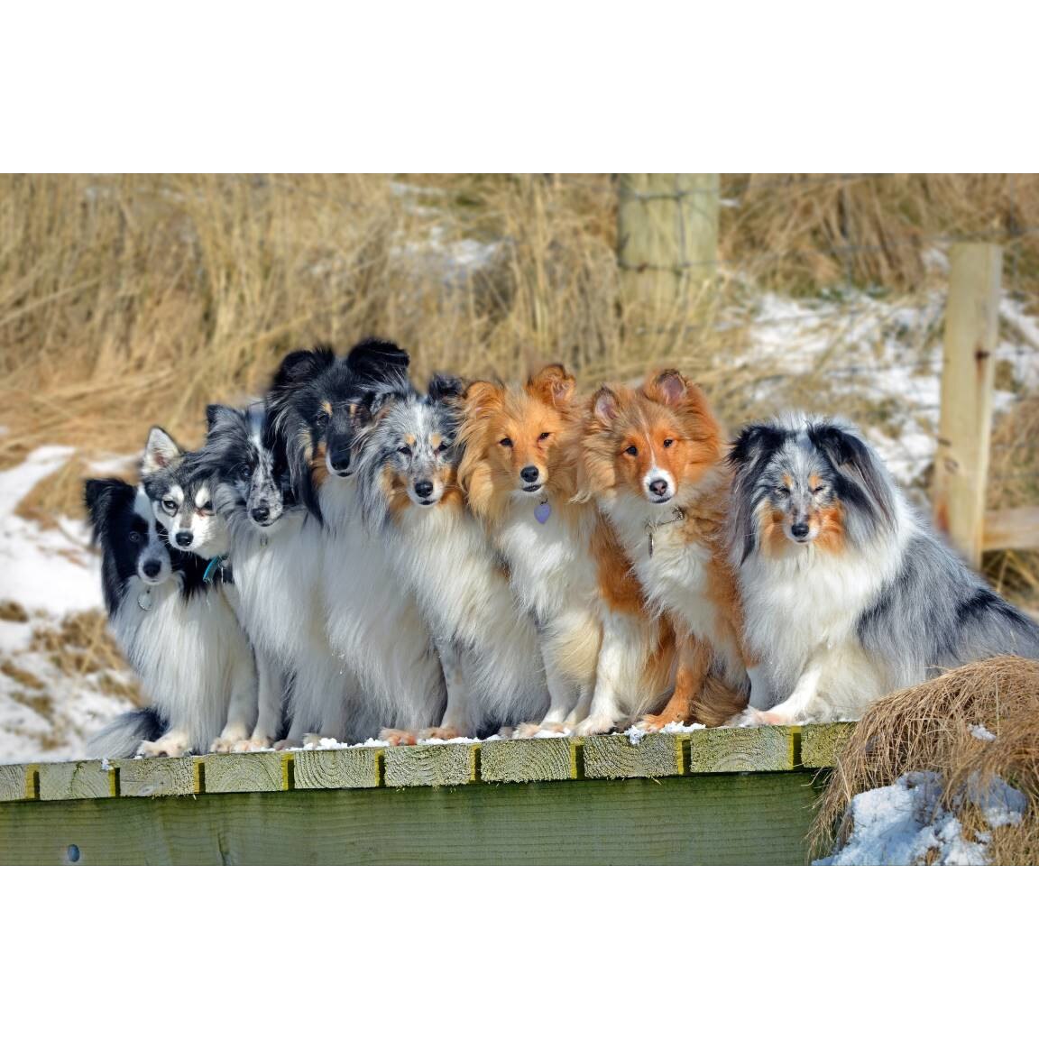 Tablou canvas 75x50 cm, Catei model 106