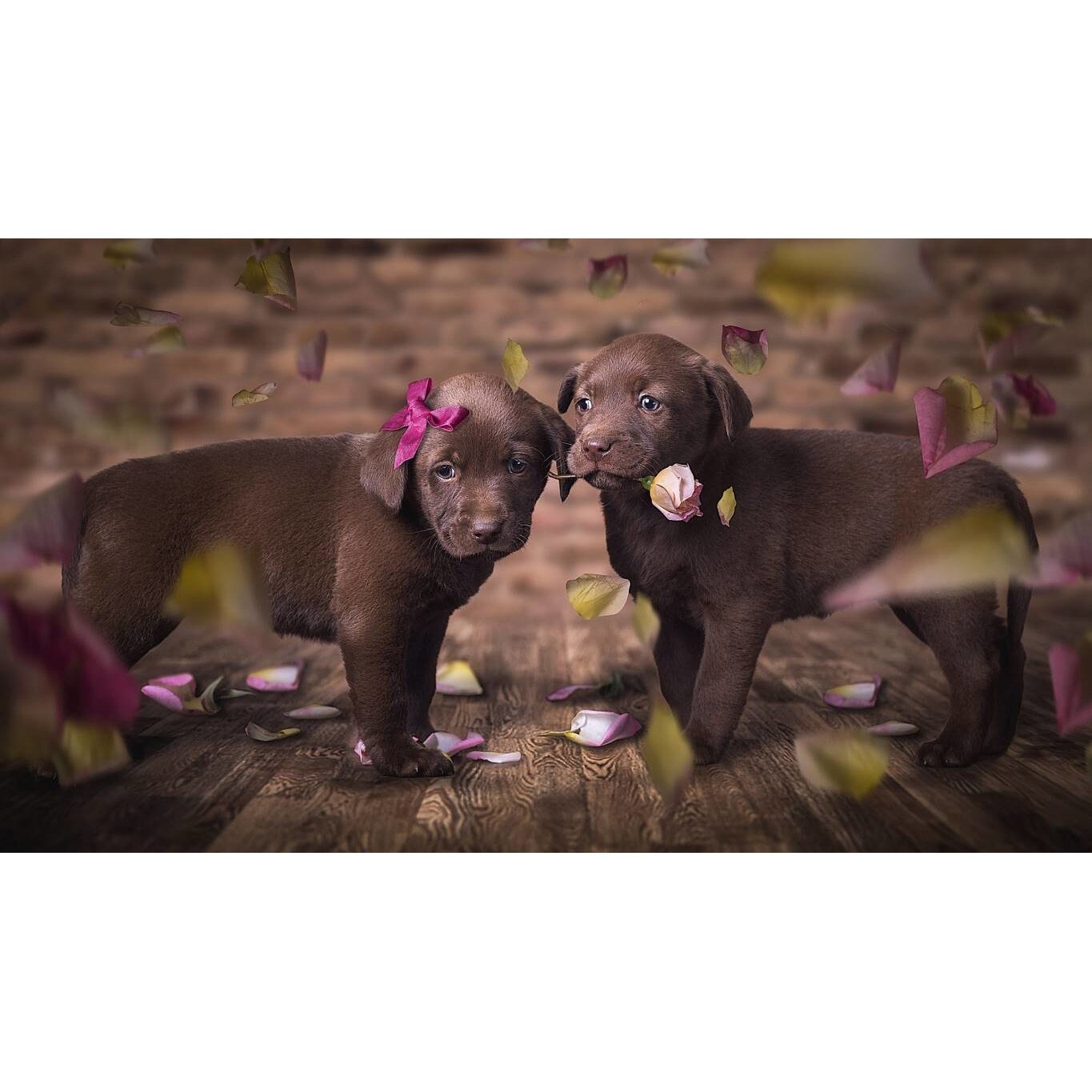 Tablou canvas 75x50 cm, Catei model 97