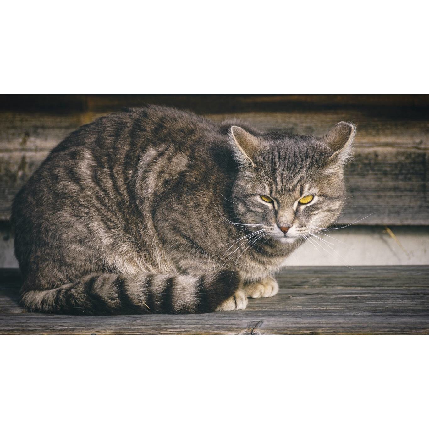 Tablou canvas 90x50 cm, Pisici model 4