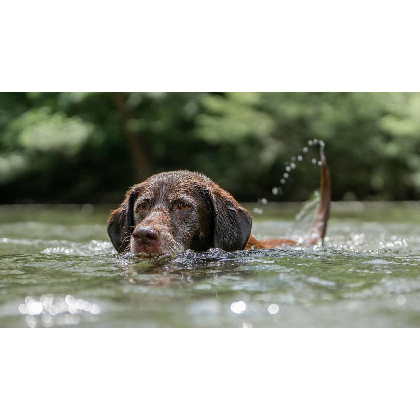 Tablou canvas 75x50 cm, Catei model 104