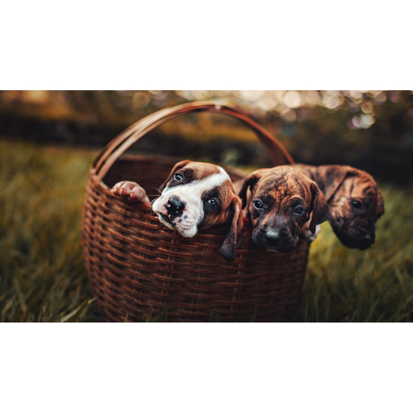 Tablou canvas 90x50 cm, Catei model 98