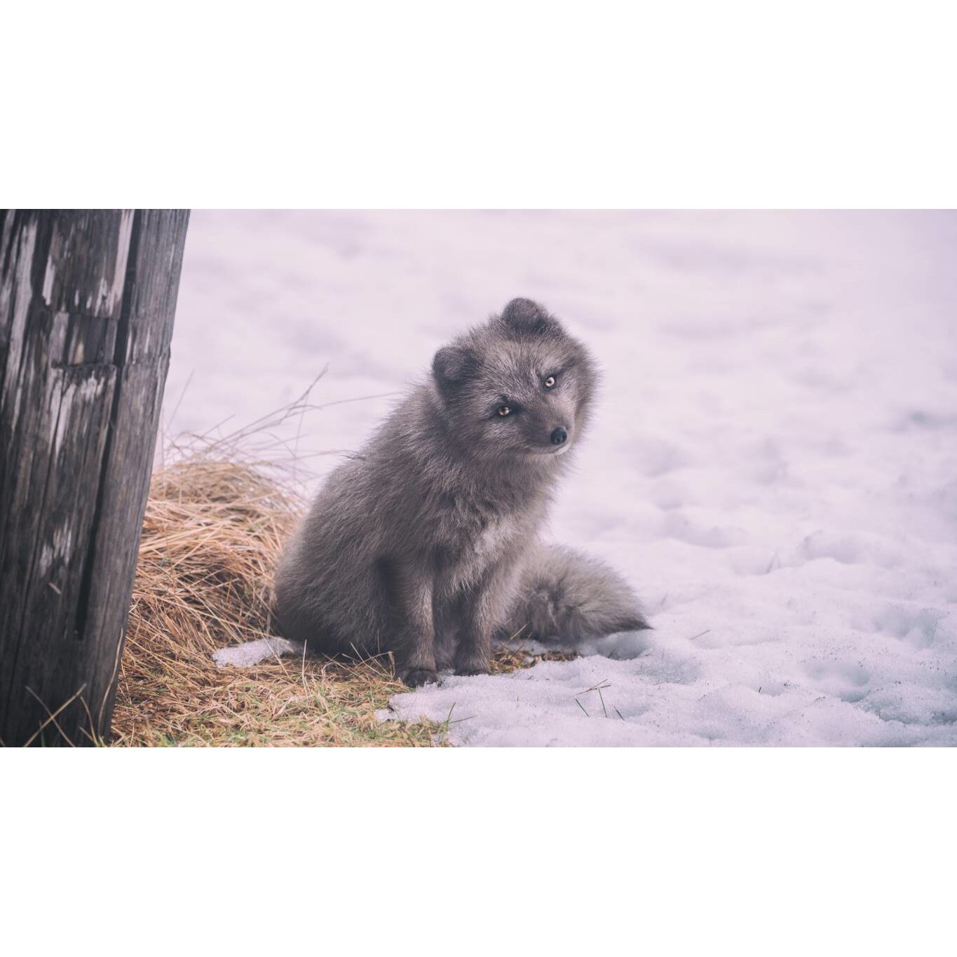 Tablou canvas 90x50 cm, Catei model 99