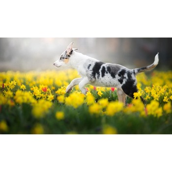 Tablou canvas 90x50 cm, Catei model 108 Tablou canvas 90x50 cm, Catei model 108