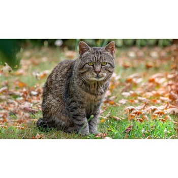 Tablou canvas 90x50 cm, Pisici model 9 Tablou canvas 90x50 cm, Pisici model 9