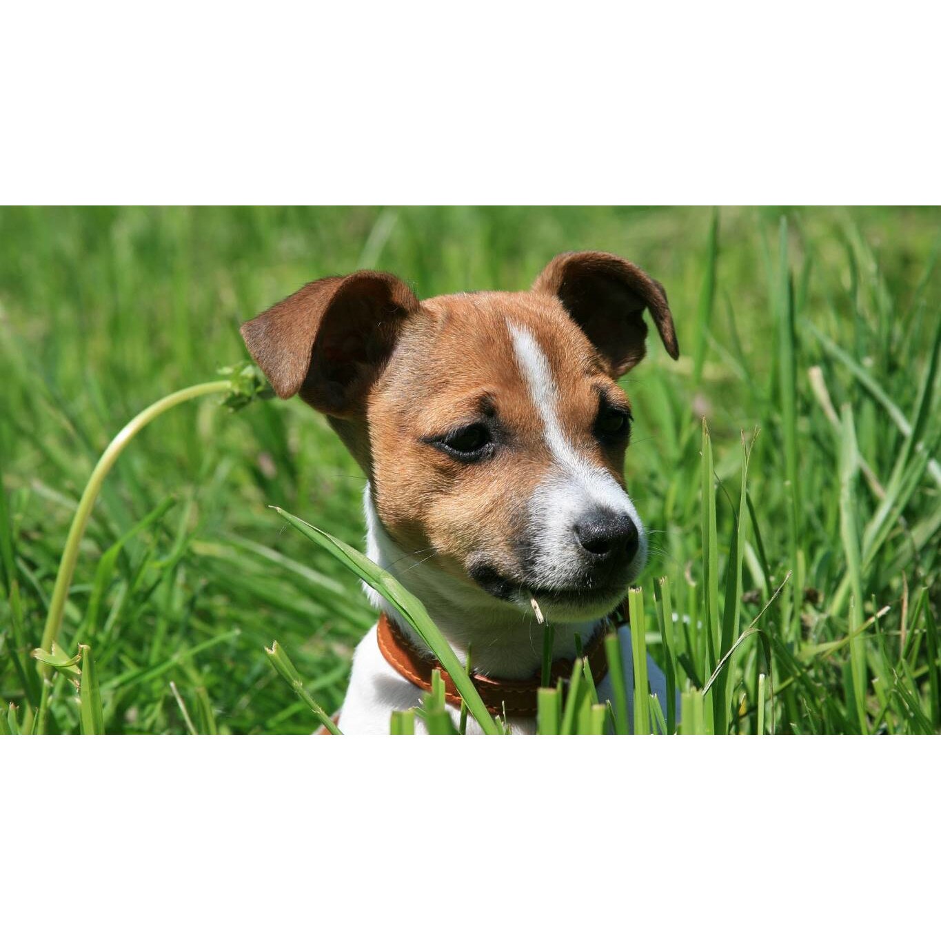 Tablou canvas 90x50 cm, Catei model 115