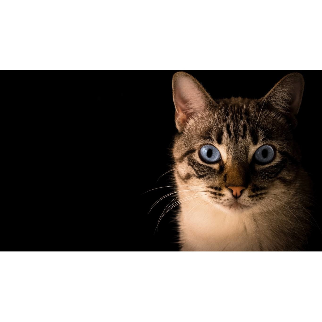 Tablou canvas 90x50 cm, Pisici model 28