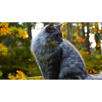 Tablou canvas 90x50 cm, Pisici model 17 Tablou canvas 90x50 cm, Pisici model 17