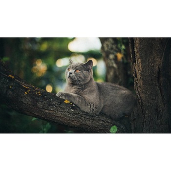 Tablou canvas 90x50 cm, Pisici model 11 Tablou canvas 90x50 cm, Pisici model 11