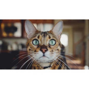 Tablou canvas 90x50 cm, Pisici model 13 Tablou canvas 90x50 cm, Pisici model 13