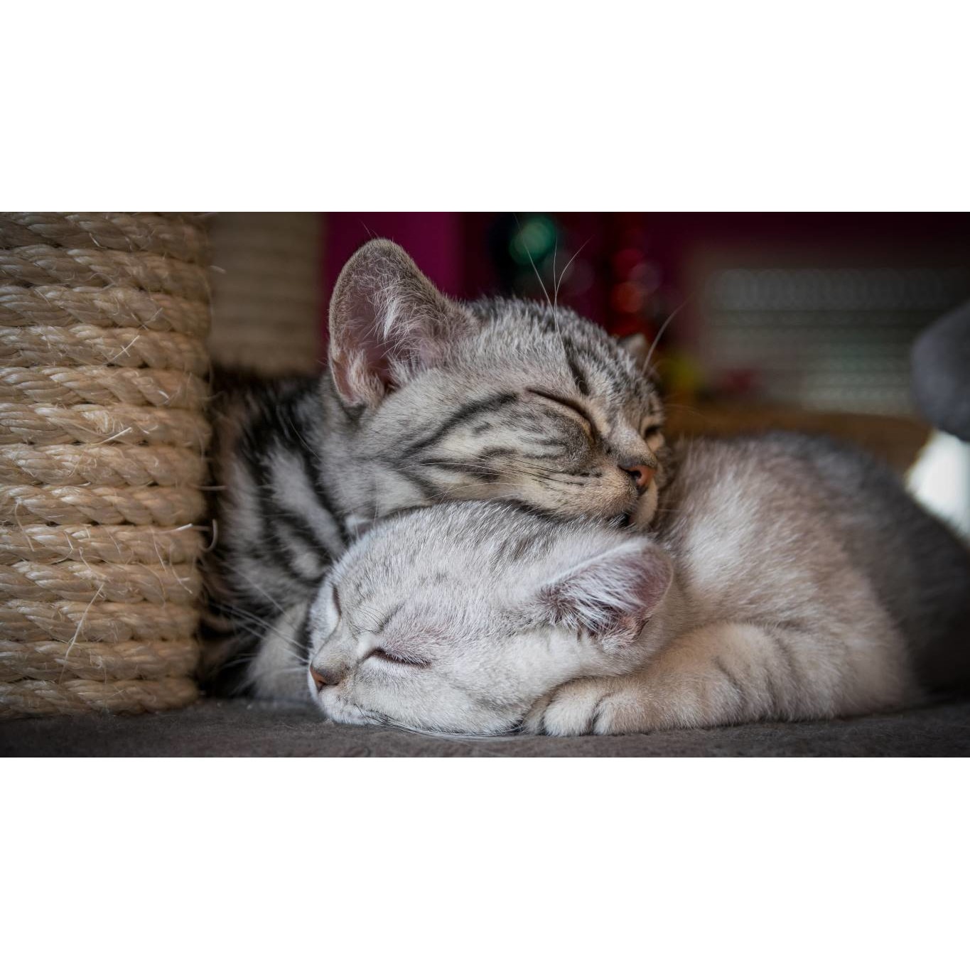 Tablou canvas 50x35 cm, Pisici model 5