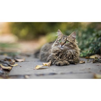 Tablou canvas 50x35 cm, Pisici model 10 Tablou canvas 50x35 cm, Pisici model 10