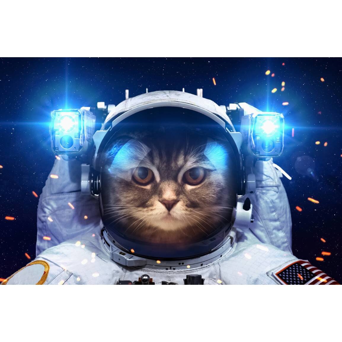 Tablou canvas 75x50 cm, Pisici model 7