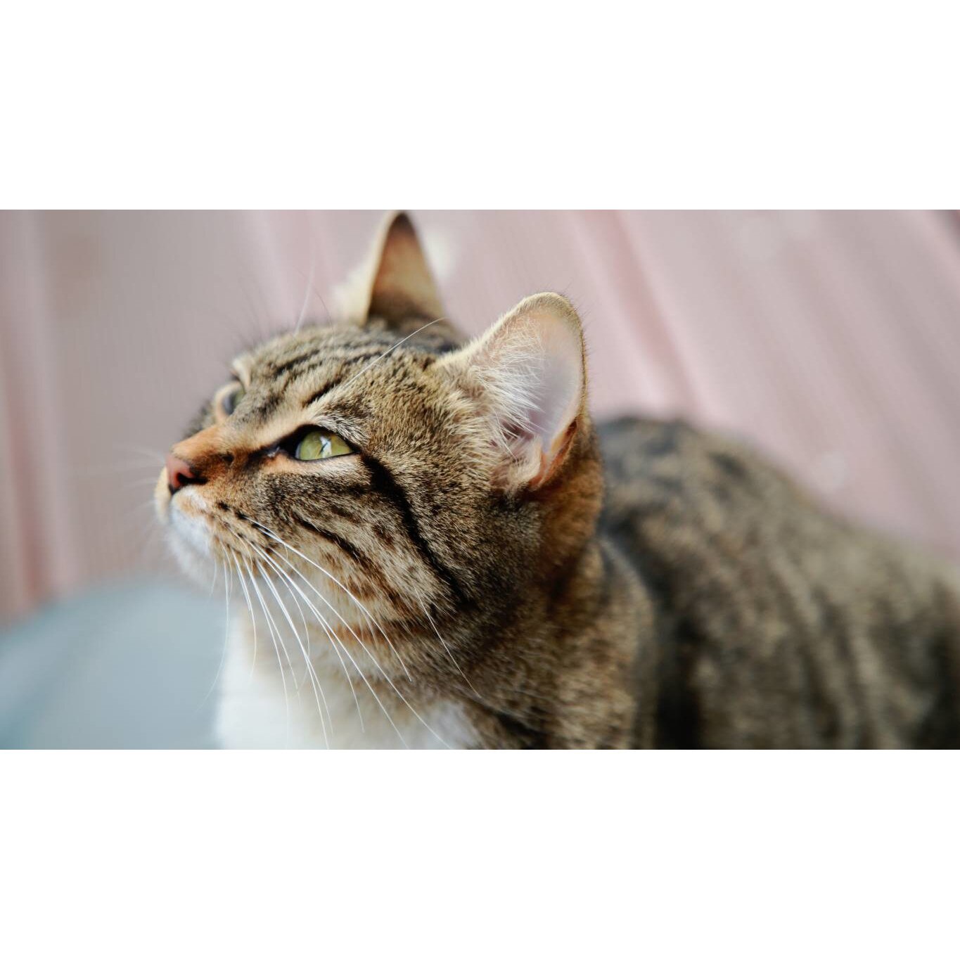 Tablou canvas 75x50 cm, Pisici model 22