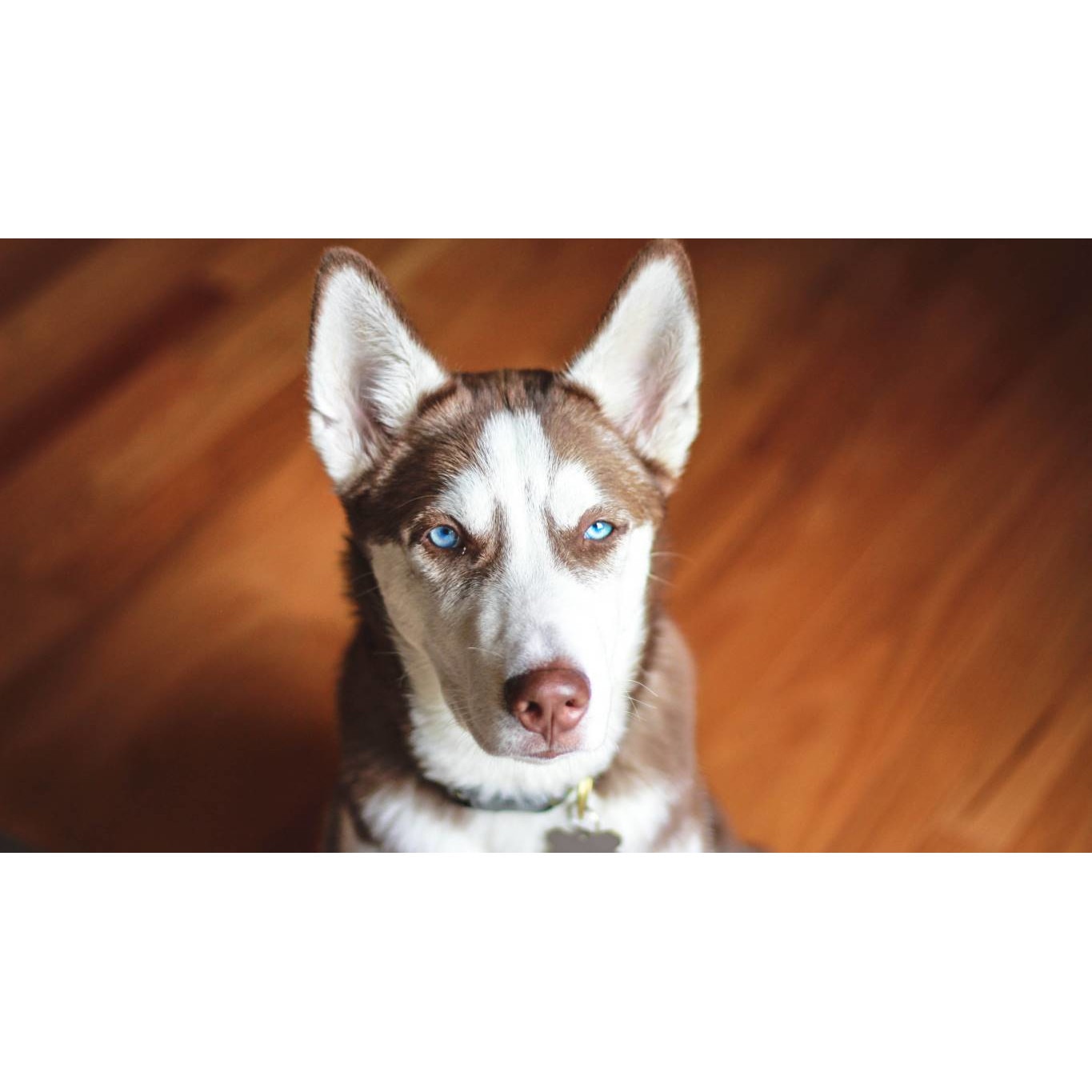 Tablou canvas 90x50 cm, Catei model 113