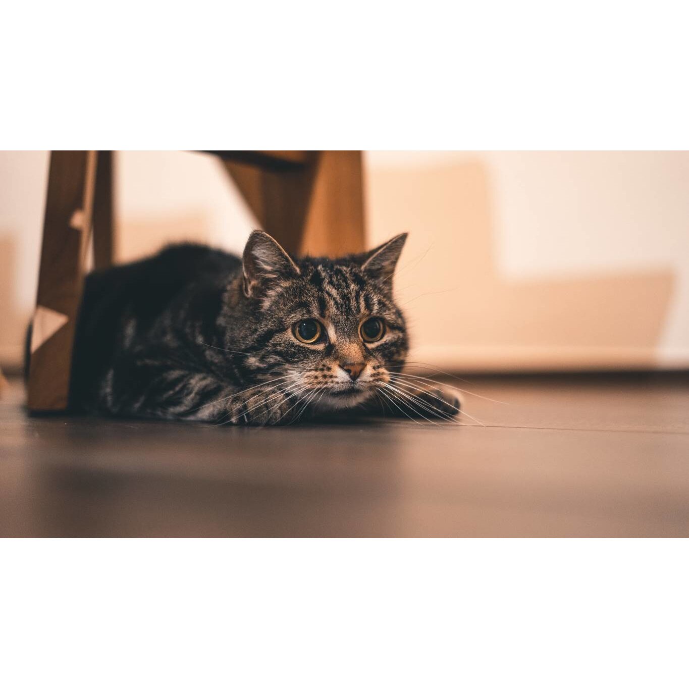 Tablou canvas 75x50 cm, Pisici model 6