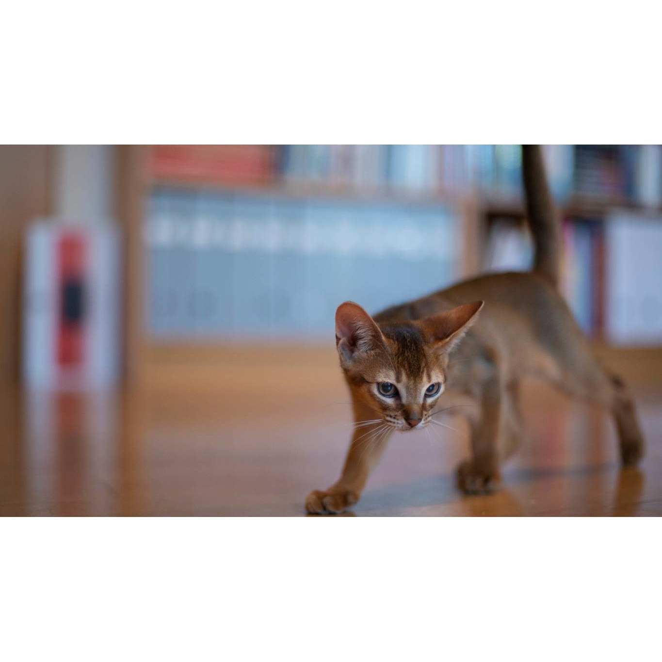 Tablou canvas 50x35 cm, Pisici model 8