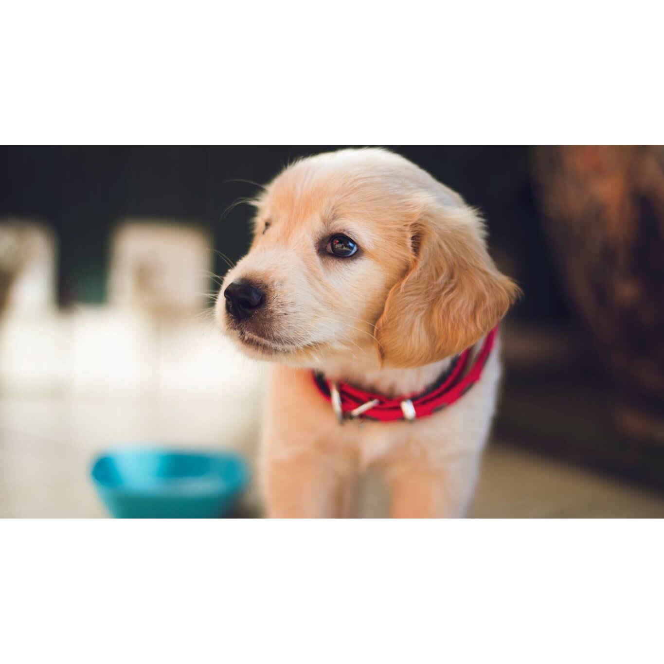 Tablou canvas 50x35 cm, Catei model 111