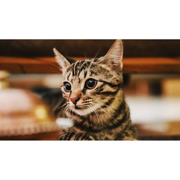 Tablou canvas 75x50 cm, Pisici model 3 Tablou canvas 75x50 cm, Pisici model 3