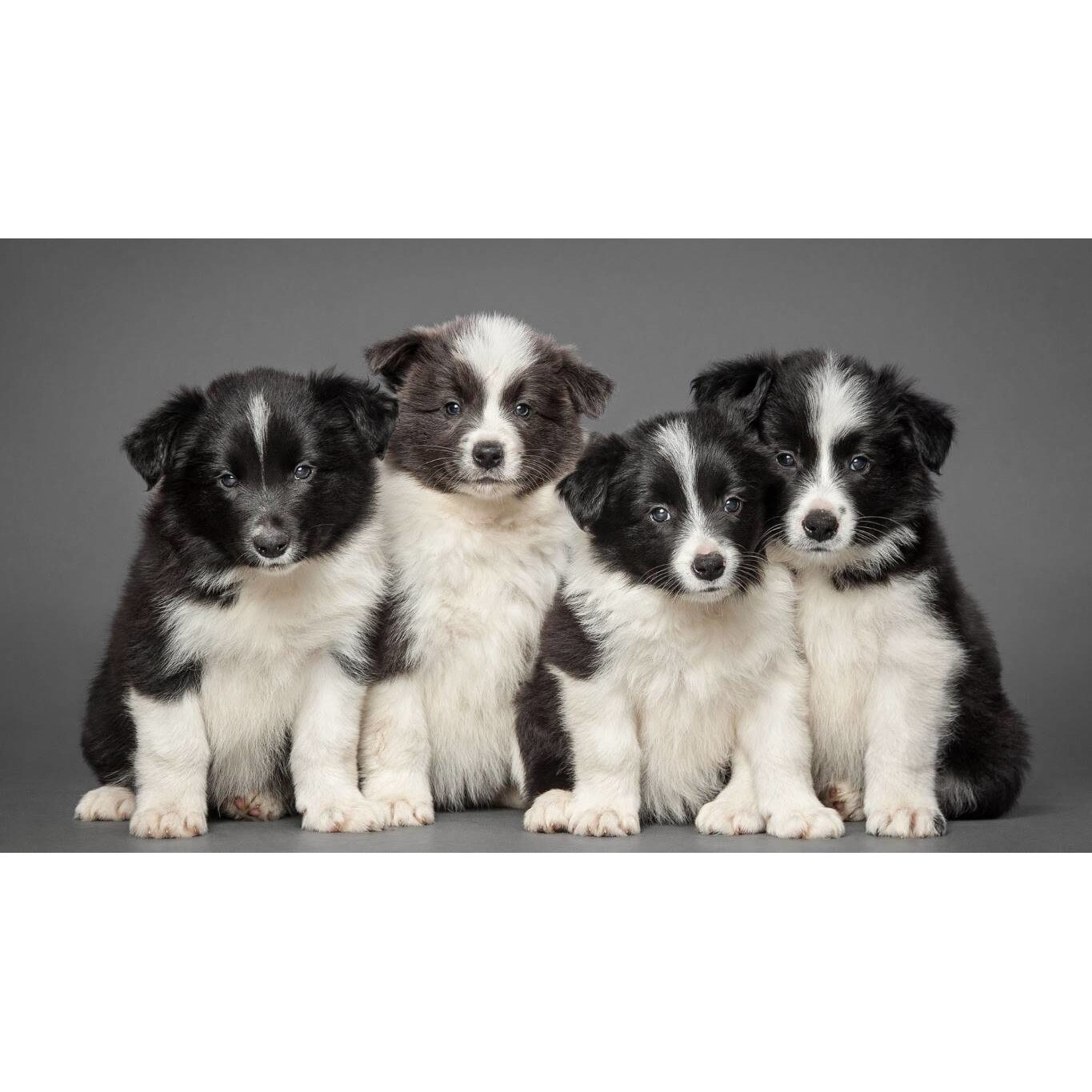 Tablou canvas 50x35 cm, Catei model 117