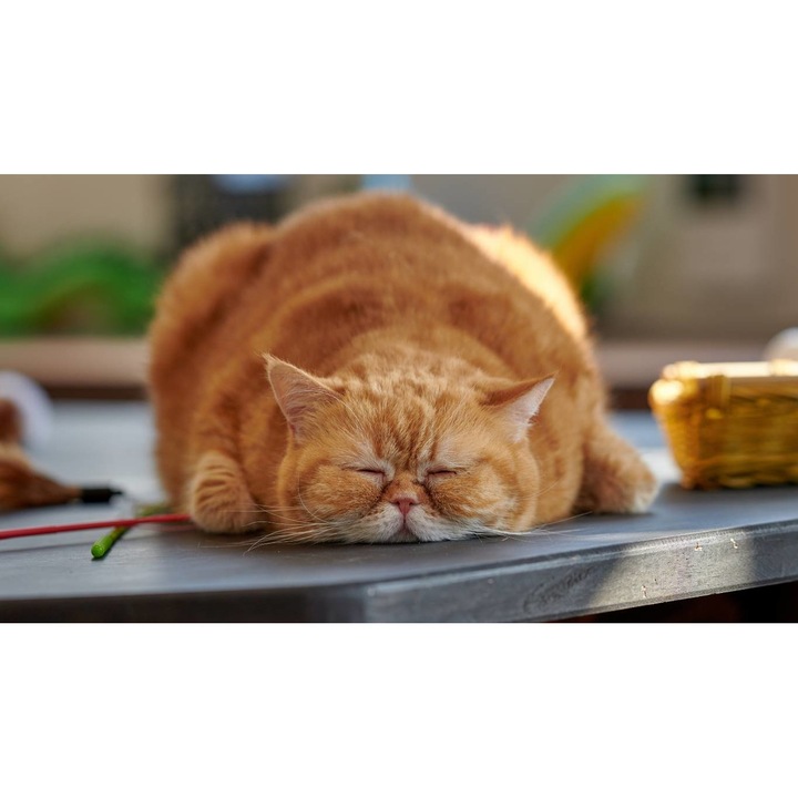 Tablou canvas 40x30 cm, Pisici model 12