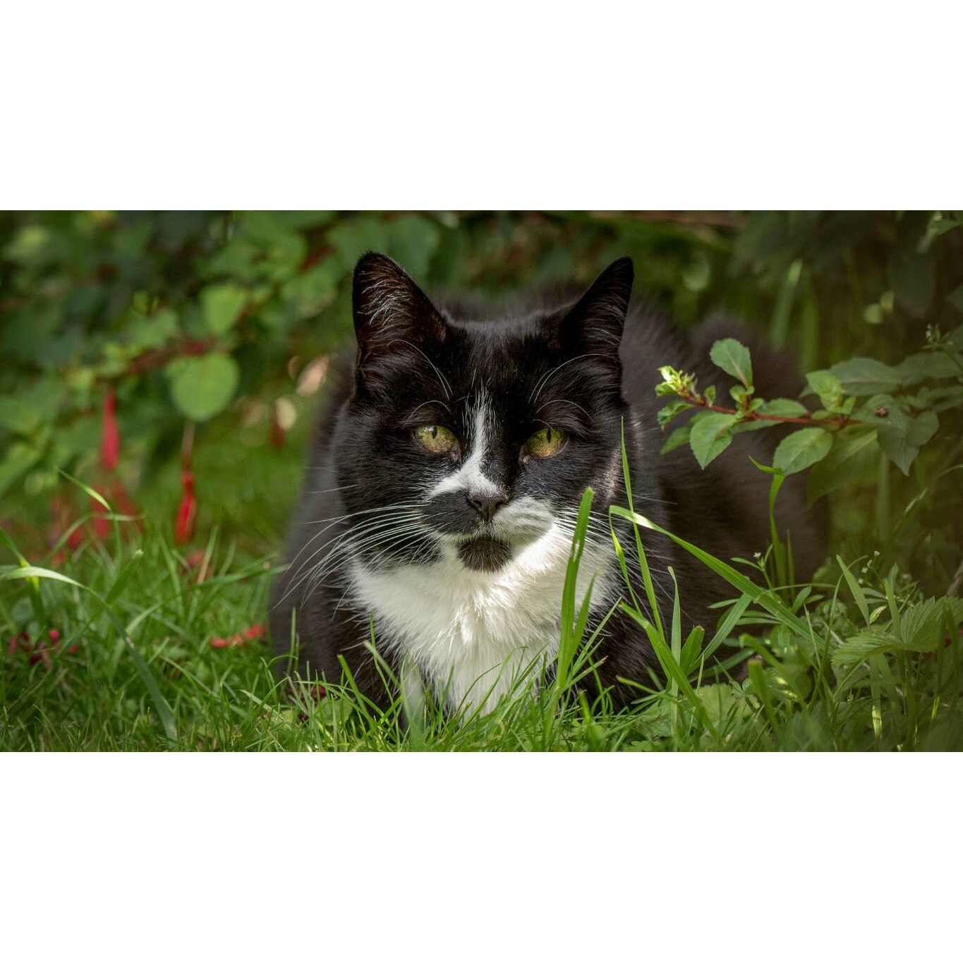 Tablou canvas 90x50 cm, Pisici model 32