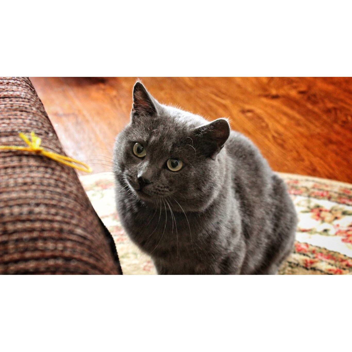 Tablou canvas 75x50 cm, Pisici model 48