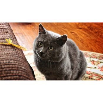 Tablou canvas 75x50 cm, Pisici model 48 Tablou canvas 75x50 cm, Pisici model 48