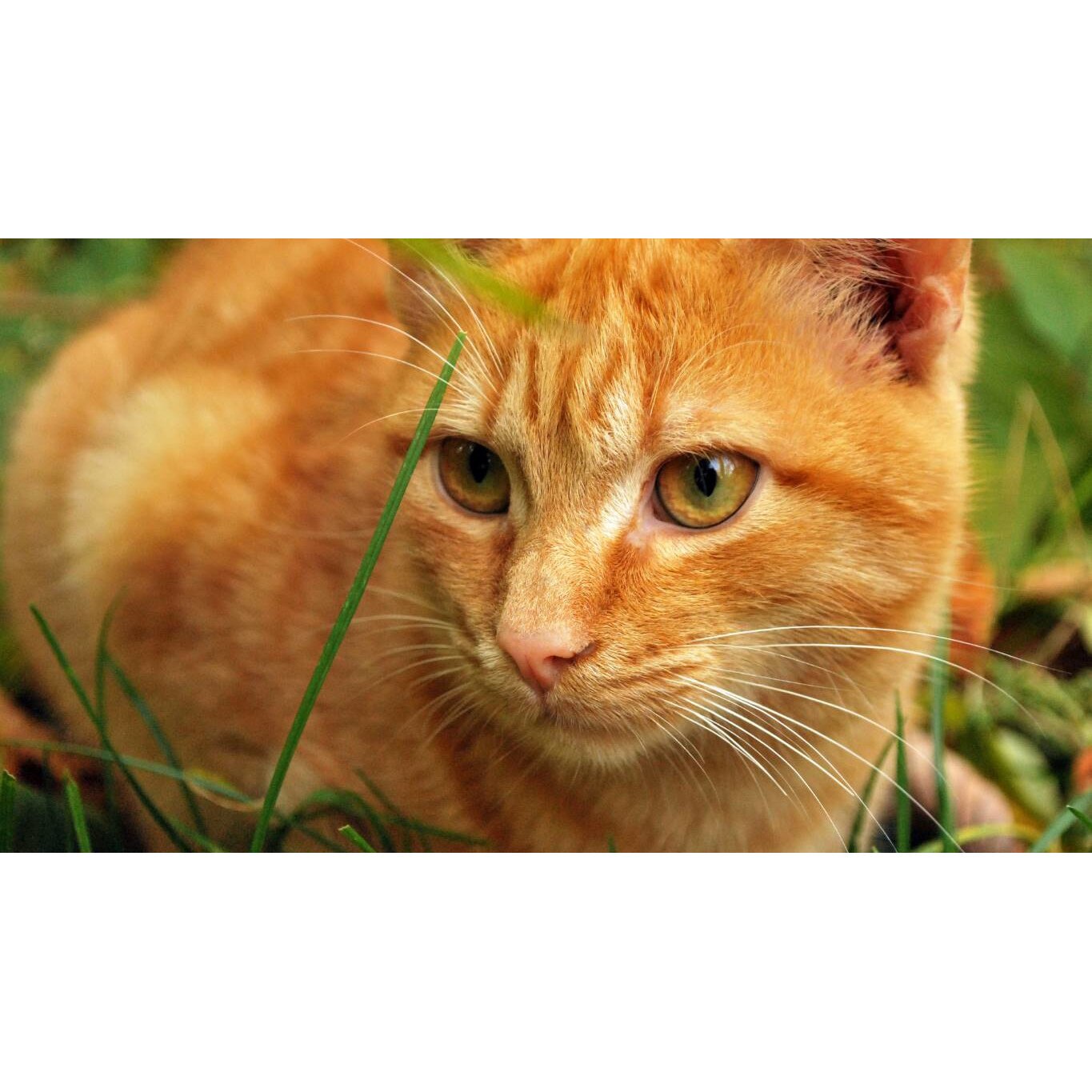 Tablou canvas 75x50 cm, Pisici model 38