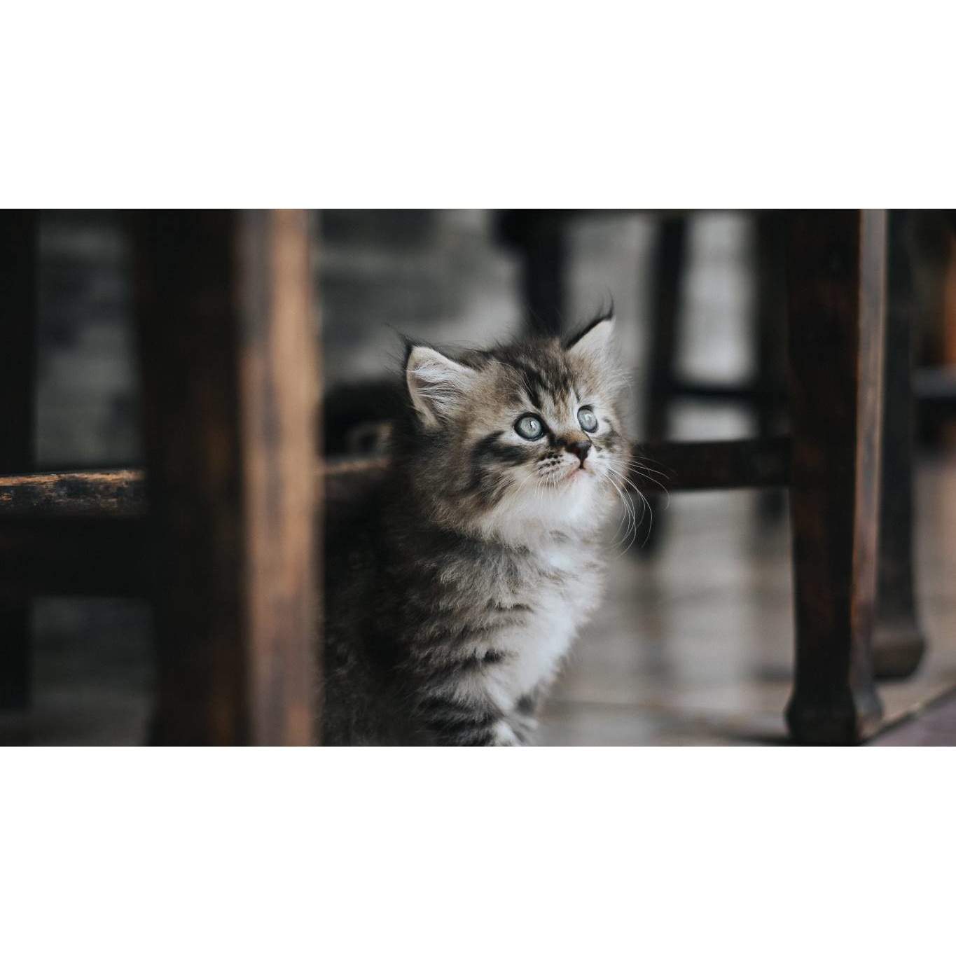 Tablou canvas 90x50 cm, Pisici model 40