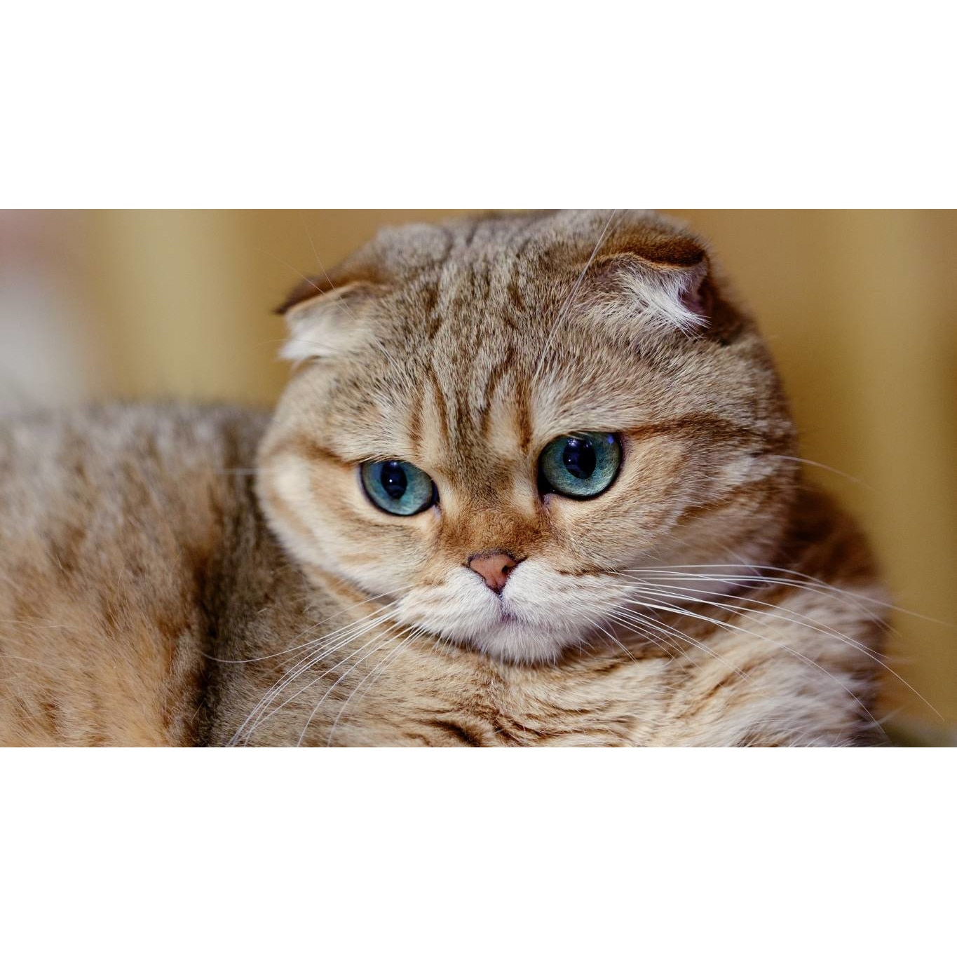 Tablou canvas 75x50 cm, Pisici model 30