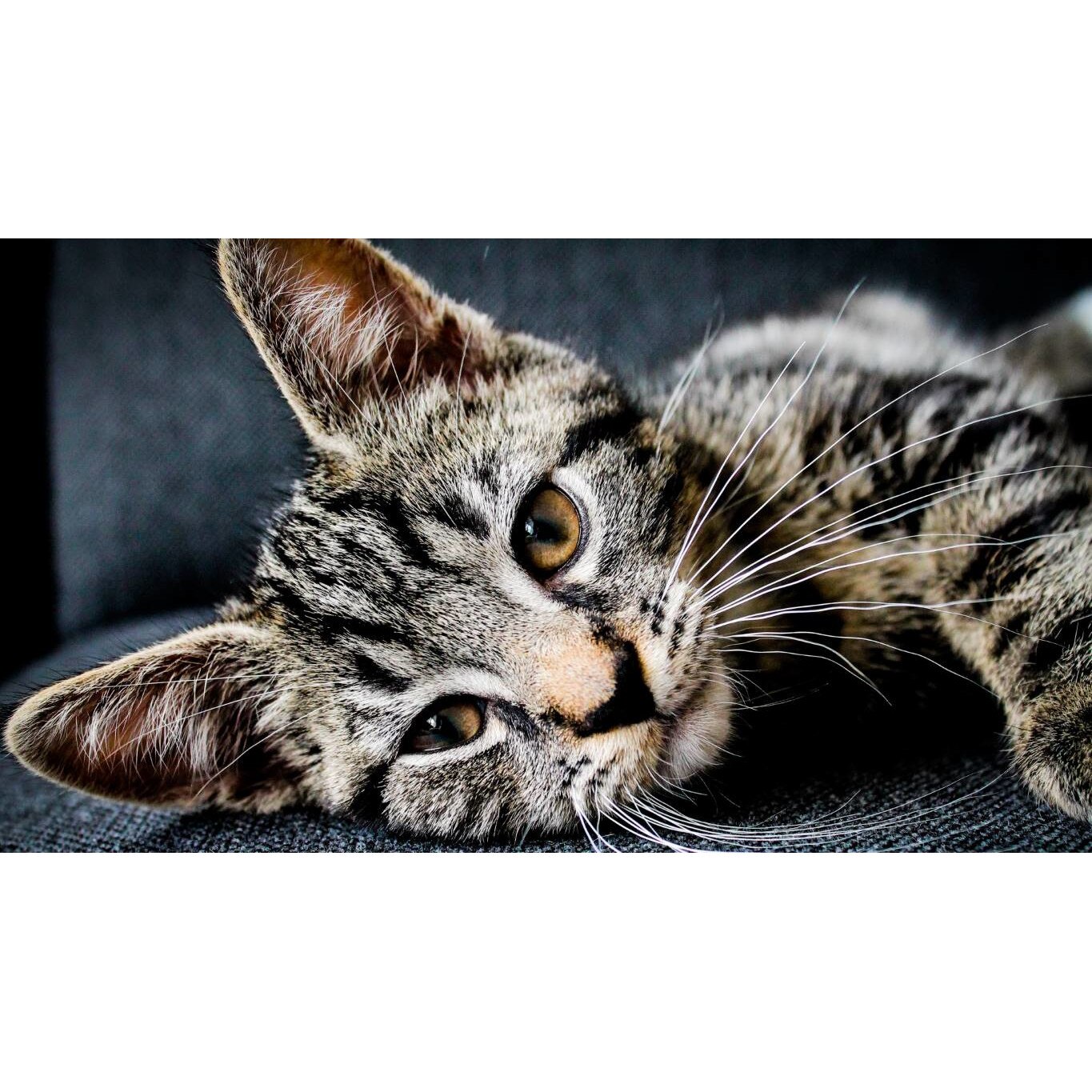 Tablou canvas 75x50 cm, Pisici model 27