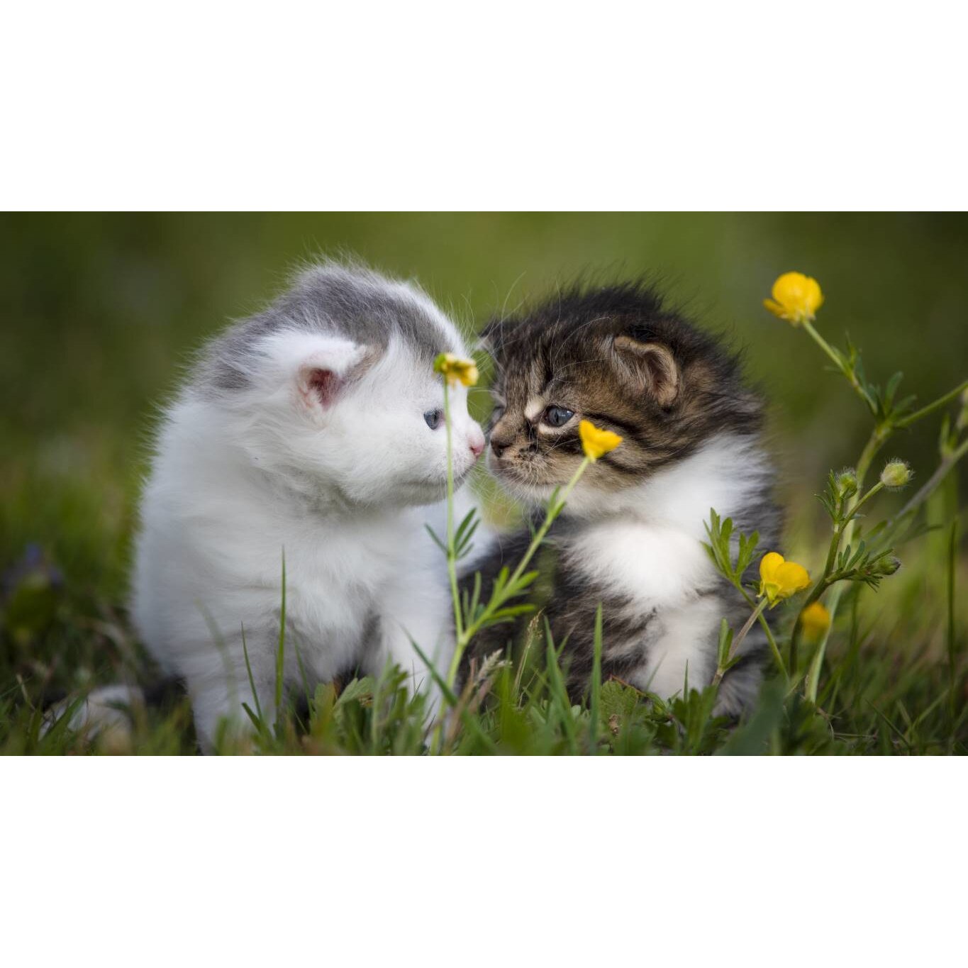 Tablou canvas 90x50 cm, Pisici model 16